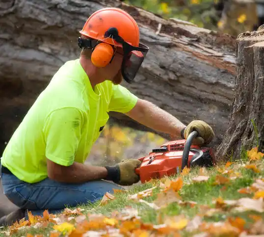 tree services East Norwich